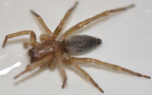 Clubiona corticalis